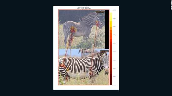 Grevy zebra