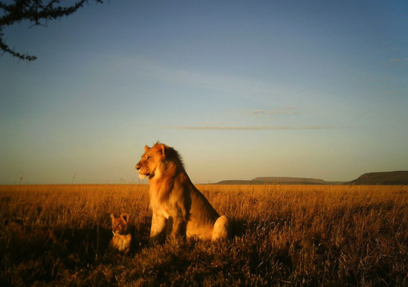 Automatically Identify Wild Animals in Camera-Trap Images | NVIDIA  Technical Blog