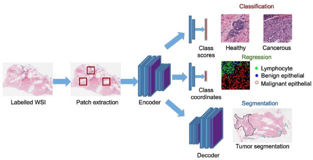 Application work-flow in the digital pathology