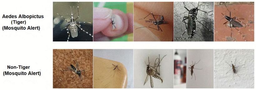 A comparison of tiger mosquito and other mosquito images.