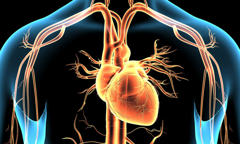 3d illustration human body heart and brain.