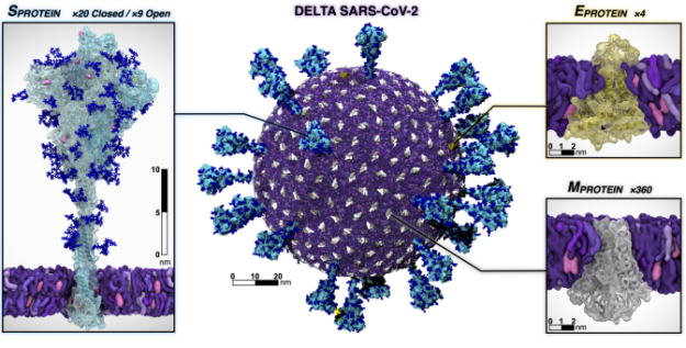 A close up view and breakdown of the DELTA SARS-CoV-2 atom.
