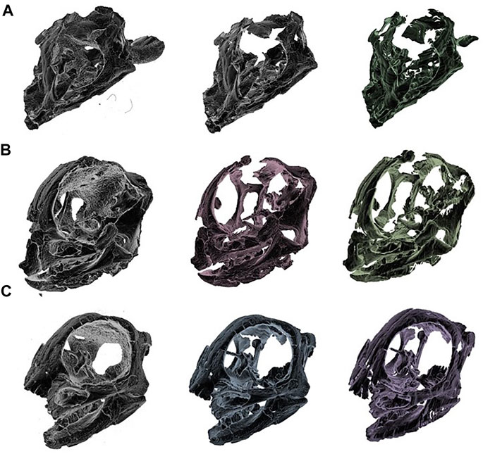 Comparison of 3d renderings of raw reconstruction, manual segmentation, and deep learning segmentation of skulls showing the raw reconstruction worked best.