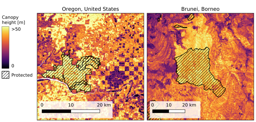 A canopy height map showing areas on Oregon and Borneo with dense top heights reaching up to 50 meters.