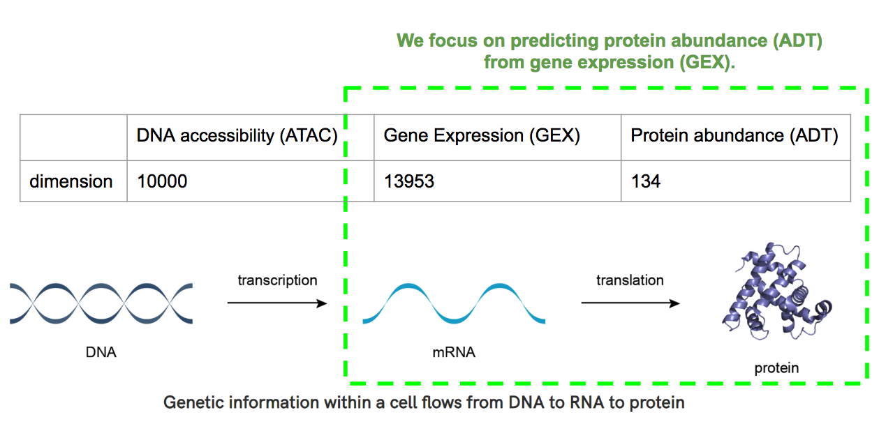 Diagram shows the process of DNA transcription to RNA and RNA translation to protein. The latter is what we focus on in this post.