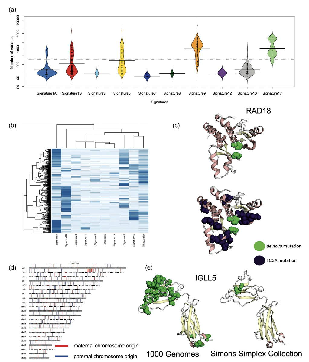 Images showing mutational properties of de novo variants.