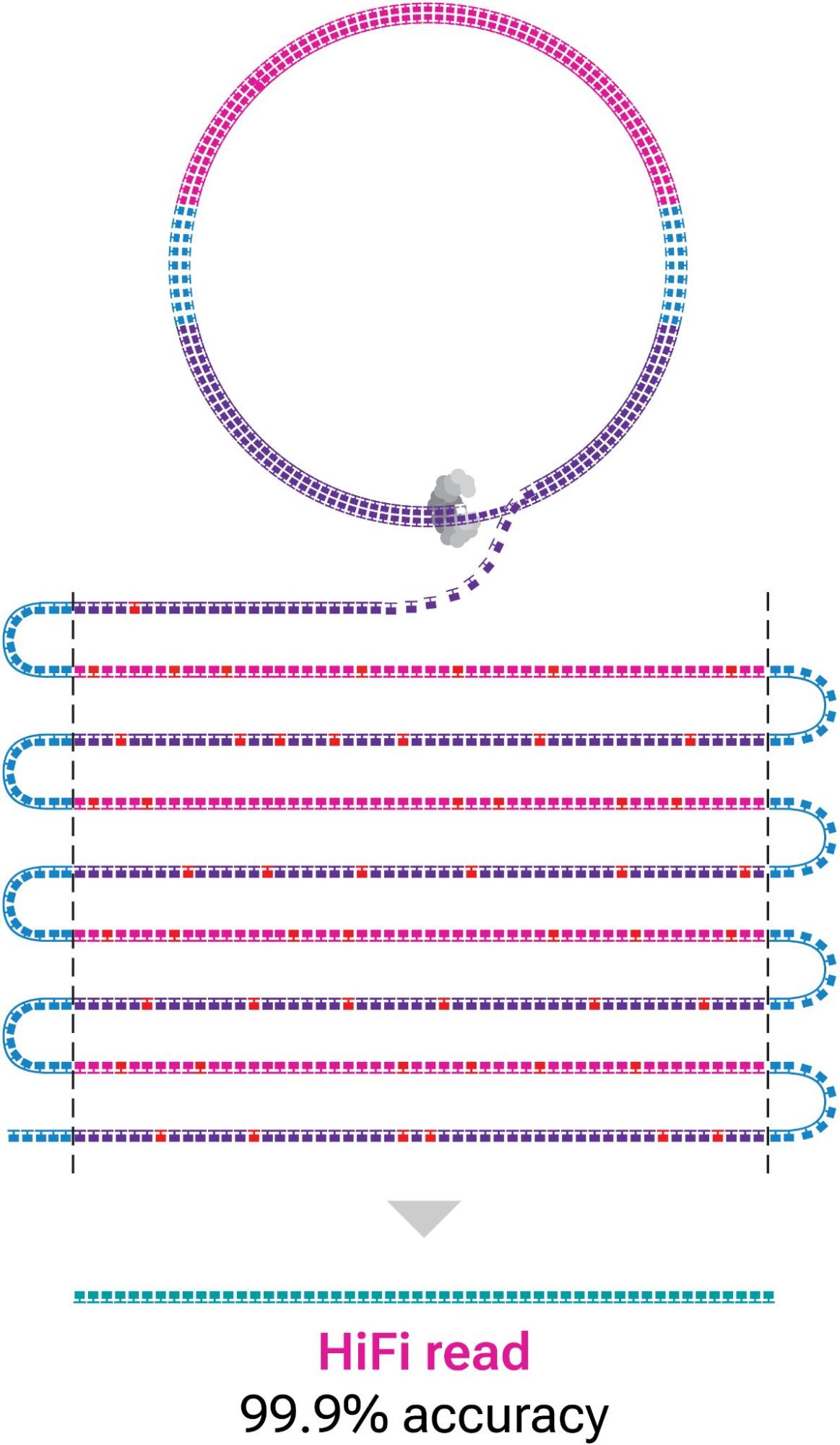 Diagram shows circularized DNA sequenced in repeated passes. In the lowest part, the polymerase reads are trimmed of adapters to yield subreads, from which a consensus is called for the HiFi read.