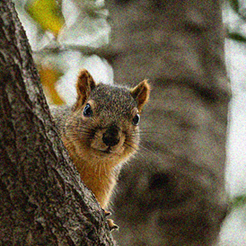 An image of a squirrel with a lot of noise.