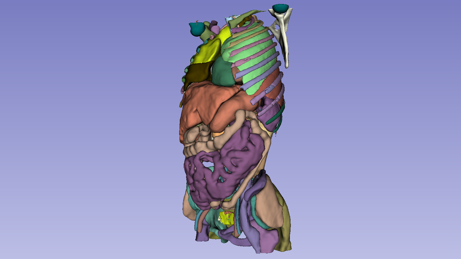 Image of torso from medical segmentation scan.