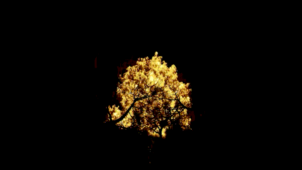 A spinning GIF showing a tree on fire in the dark with other trees surrounding it.