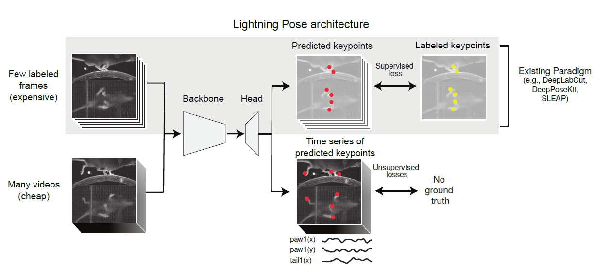 Improved 3D Markerless Mouse Pose Estimation Using Temporal  Semi-supervision