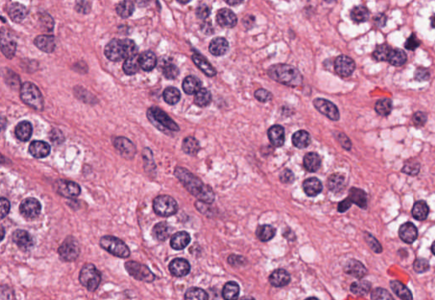 High-resolution images of cells. At 40x magnification, it is possible to see the nuclei of these cells.
