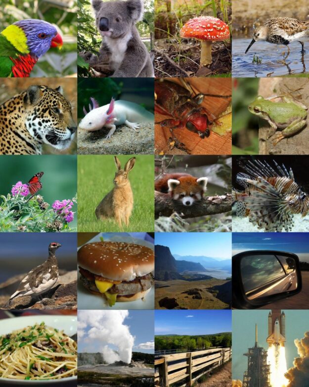  A grid of images showing various subjects, such as animals and food.