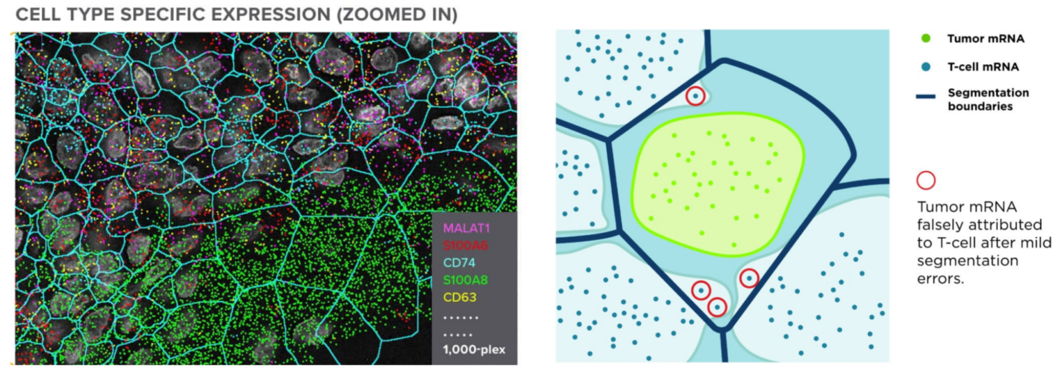Advancing Cell Segmentation and Morphology Analysis with NVIDIA AI ...