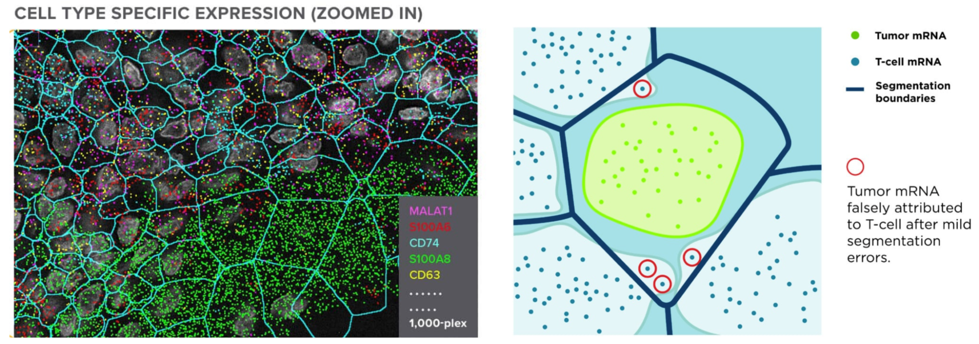 Side-by-side images showing how accurate cell segmentation enables the identification of mRNA markers in cells.