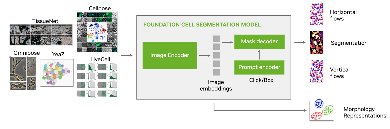 Transformer network architecture for the foundation cell segmentation model, including an image encoder and mask decoder and prompt encoder of image embeddings.
