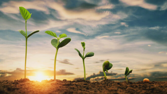 An image of plants growing.