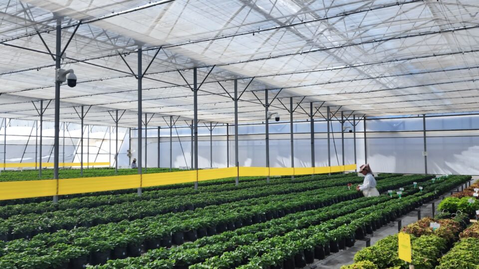 An image of a person working in a greenhouse.