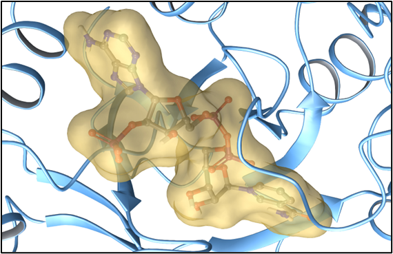 Image shows 3D structure of a molecule interacting with a protein.