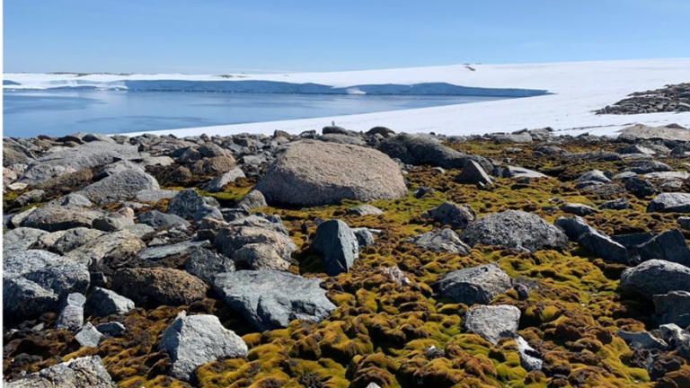 An image of Antarctica with moss growing.