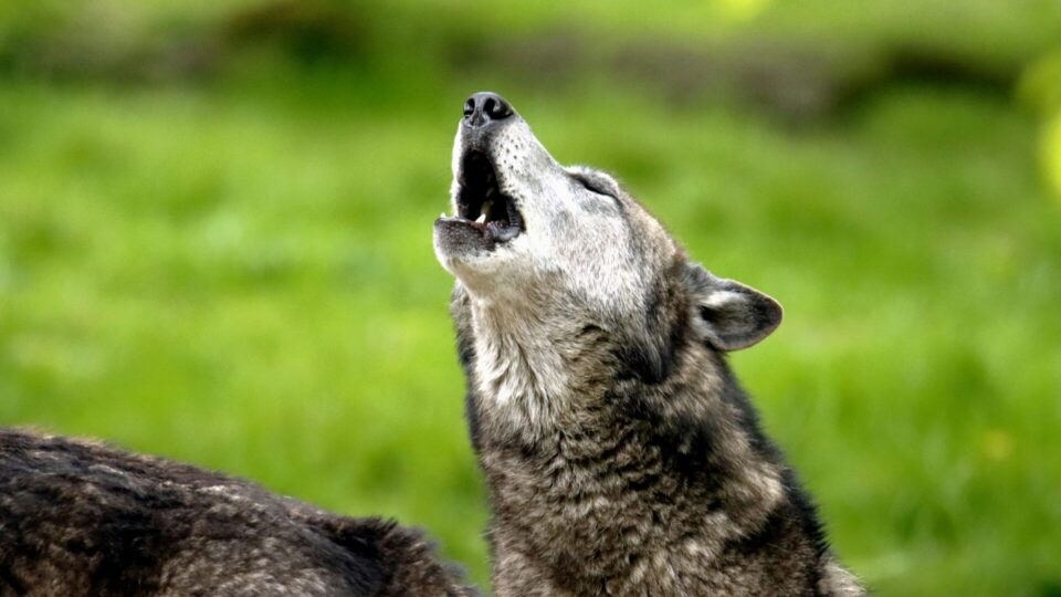 Close-up shot of a wolf howling. Courtesy of Pexels/patrice schoefolt.