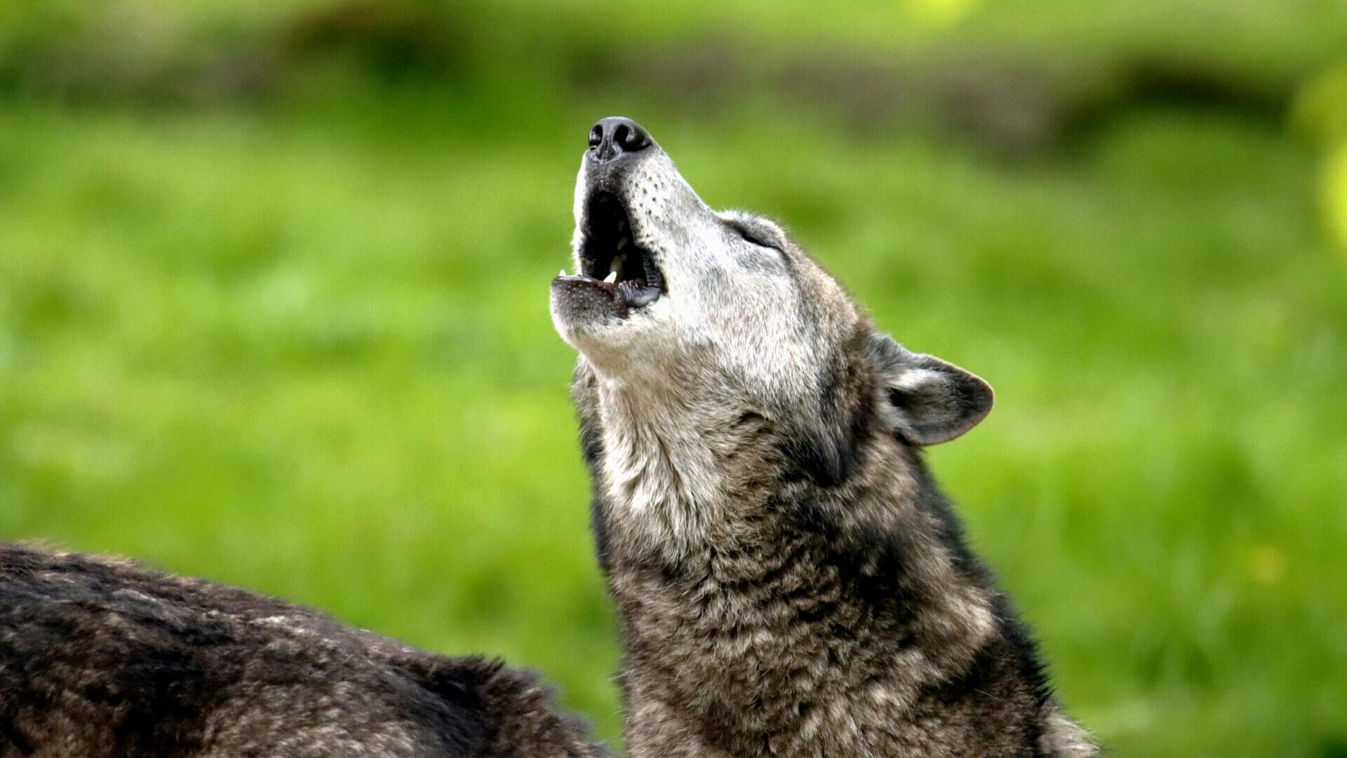 Close-up shot of a wolf howling. Courtesy of Pexels/patrice schoefolt.