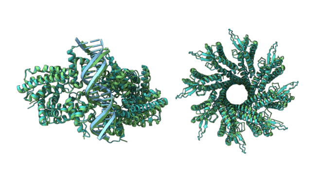 cuEquivariance expands to accelerate next-gen protein structure models